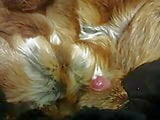 fur cum